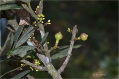 Nothopegia colebrookiana